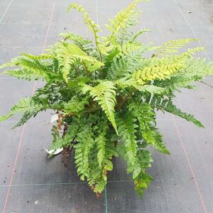 Polystichum polyblepharum ---